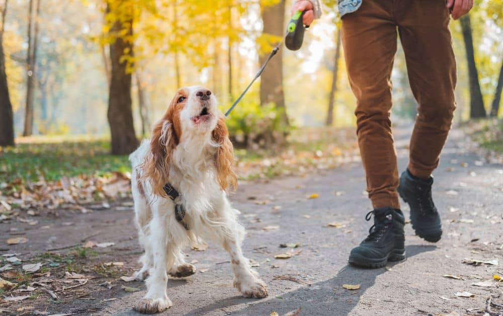 Leinenführung leicht gemacht: So folgt dir dein Hund auf Schritt und Tritt!